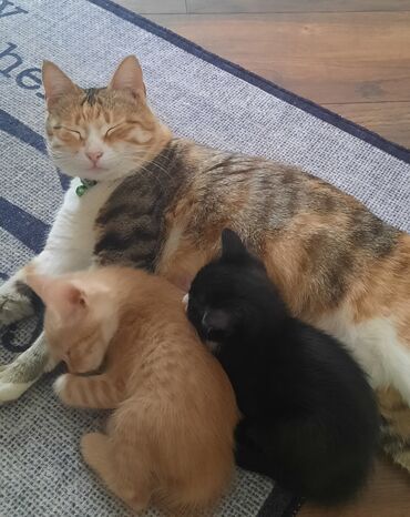 Pişiklər: Erkək, Dişi, Yaxşı əllərə, Ünvandan götürmə