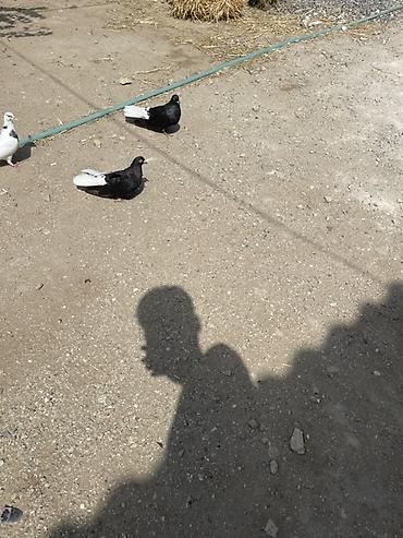 drakon goyercin: Ağ quyruqlardı satılır, endirim olar, Sağlam göyərçinlərdi, zəng — 2