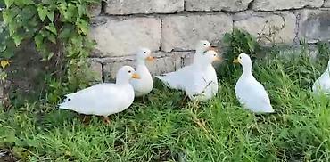 kənd təsərrüfatı heyvanları: Salam,kalduk ördəkləri satılır.Ağ rəngli kiçik mini — 3