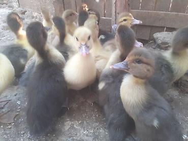qaz qus: 17 dene ordek balalari biri 4 manat. 50 gep. man. 055 880. 85. 29 — 7