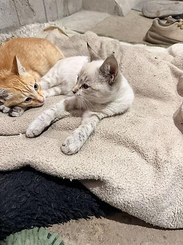 Кошки: Котёнок с окраском поинт (светлая шерсть с серо‑бежевыми отметинами) — 4