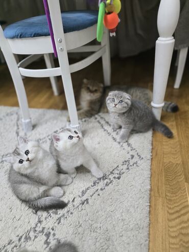 Pişiklər: Şotland, Ünvandan götürmə -da lalafo.az — 8 Pişiklər: Şotland, Ünvandan götürmə — 8