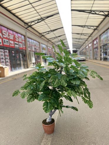 Süni güllər: 50 man baslayan qiymetler — 5