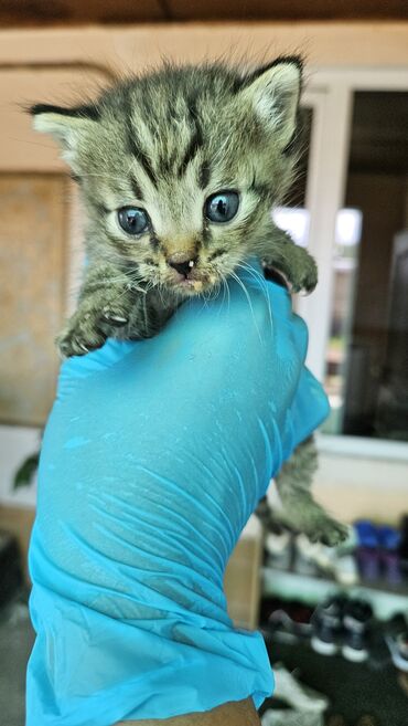 Коты: Отдаем в хорошие руки, мальчик, примерно 1 месяц. Уже ест жидкий корм
