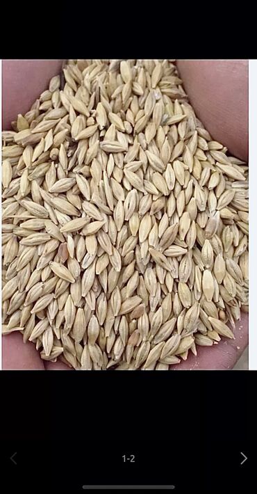 семена люцерна джеа цена: Семена и саженцы Ячменя, Пшеницы, Самовывоз
