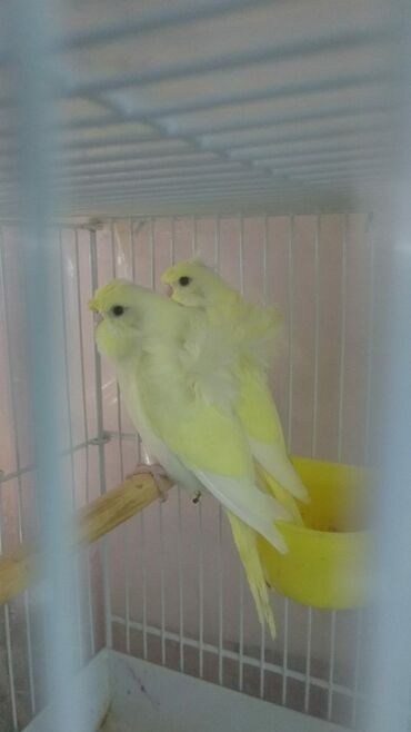 Tutuquşları: Yaponiclər və yaponicdən dömmələr — 10