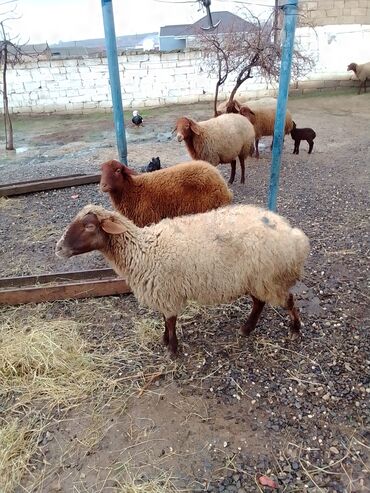 Qoyunlar, qoçlar: Qiymət cütünə ayıdır real alıcıya endirim olacaq boğaz heyvan di — 5