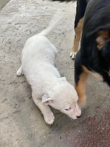 İtlər: 2 ay, Ünvandan götürmə — 16