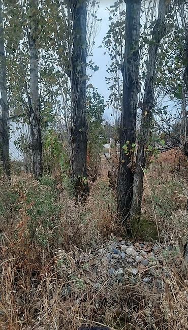 Спил деревьев, заготовка дров: Куплю Тополь Каражыгач серебряк!Любой количество за хорошее цену! — 7