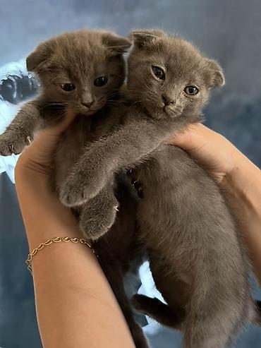 scottish fold: Şotland — 5