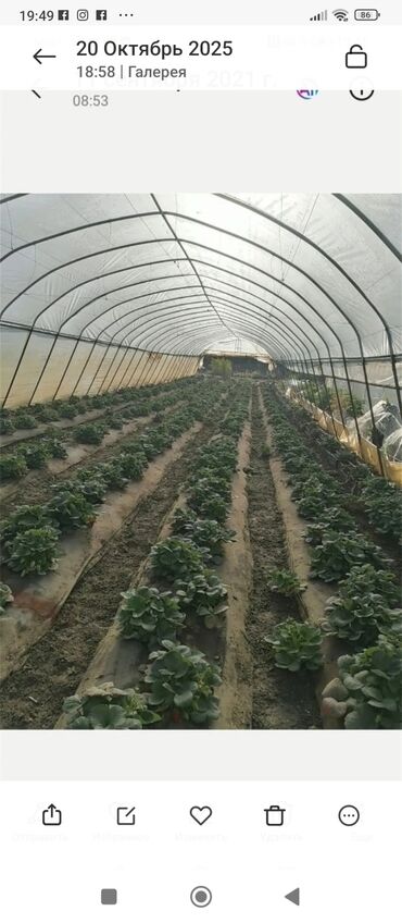 кухонный шкаф напольный: Теплица арочная под плёнкой с готовыми грядками - Тип: стационарная