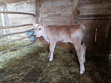 Коровы, быки: Продаю | Тёлка | На откорм — 6