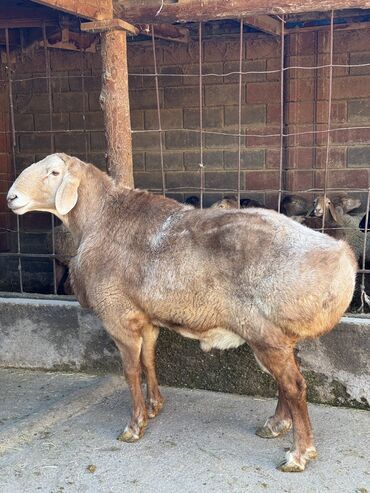 Баран, овца: Продаю | Баран (самец) | Арашан | Для разведения | Осеменитель — 5
