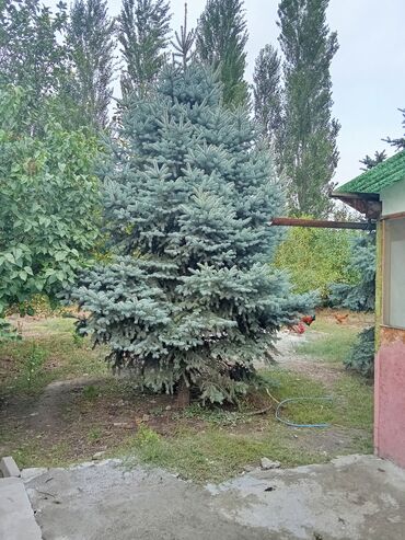 лимон растение: Ель голубая (Picea pungens glauca) для озеленения участка. - Высокая