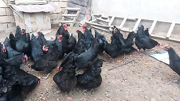 Toyuqlar: Toyuq, Australorp, Damazlıq, Ünvandan götürmə — 12