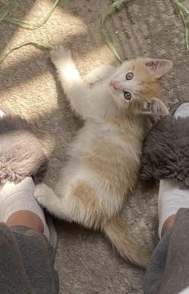сиамский котенок: Котенок 2 месяца 
к лотку приучен