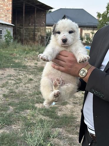 Продажа собак: Алабай, 1 месяц, Самец — 14