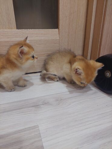 Pişiklər: Qızıl şinşilla, Erkək, Dişi, Yaxşı əllərə, Ünvandan götürmə -da lalafo.az — 17 Pişiklər: Qızıl şinşilla, Erkək, Dişi, Yaxşı əllərə, Ünvandan götürmə — 17