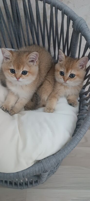 Pişiklər: Britan, Dişi, Yaxşı əllərə, Ünvandan götürmə, Ödənişli çatdırılma — 10