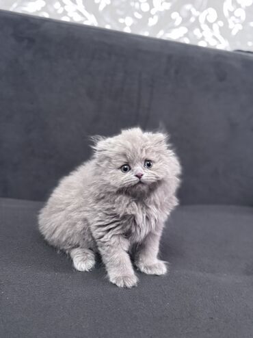 Продажа кошек: Скотиш Фолд (Шотландская вислоухая), 2 месяца, Мальчик, Лиловый, Приучена к лотку