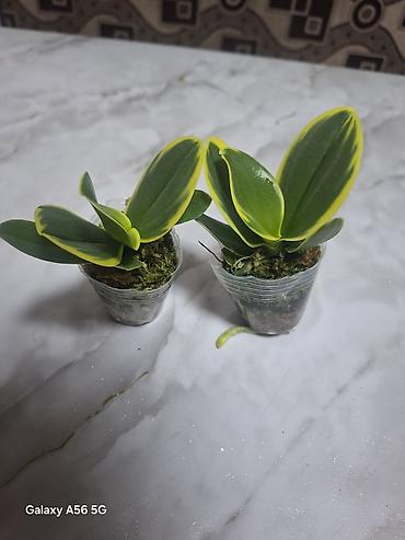 Другие комнатные растения: Продается вариегатная орхидея араукария адениум доллар — 1