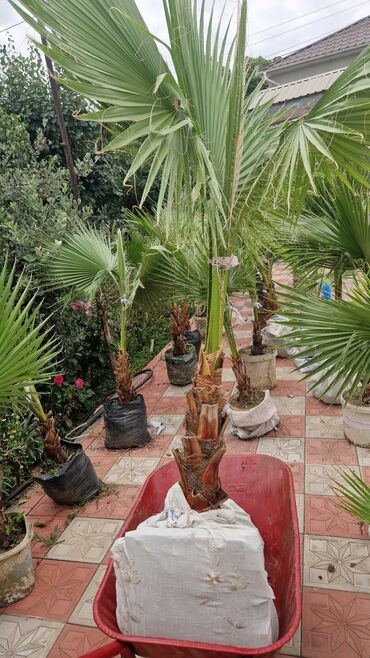 Ağaclar: Vaşınqton palma ağacları satılır qiymətlər palmaya görə dəyişir 10 -da lalafo.az — 10 Ağaclar: Vaşınqton palma ağacları satılır qiymətlər palmaya görə dəyişir 10 — 10