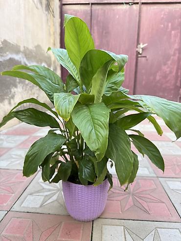 guller: Güllər satılır: - Qılınc gülü (Sansevieria): böyük boy, dibi doludur — 6