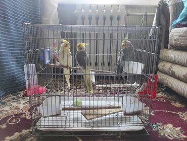 Птицы: Продаются 2 попугая с клеткой