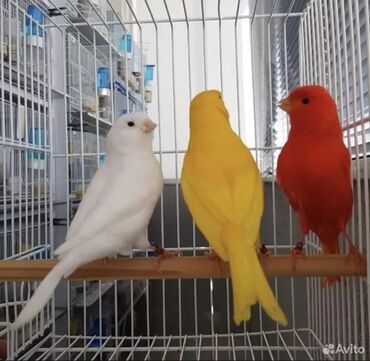 Птицы: Канарейки разных цветов на выбор, самцы поющие есть самки и готовые