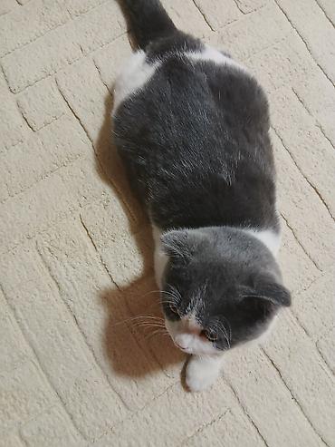 Кошки: Шотландская вислоухая кошка (Scottish Fold), окрас биколор — 6