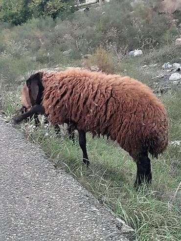 Рогатый скот: Salam Aleykum. Ağ baş təmiz Bakı əbreşidi 7 aylıq xam şişeydi boğazdı — 5