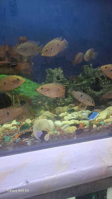 Рыбы: Продаю аквариум вместе с рыбами — 5