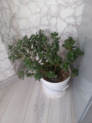 Другие комнатные растения: Молодой саженец лимона, выращенный в домашних условиях. Растение имеет at lalafo.kg — 4 Другие комнатные растения: Молодой саженец лимона, выращенный в домашних условиях. Растение имеет — 4