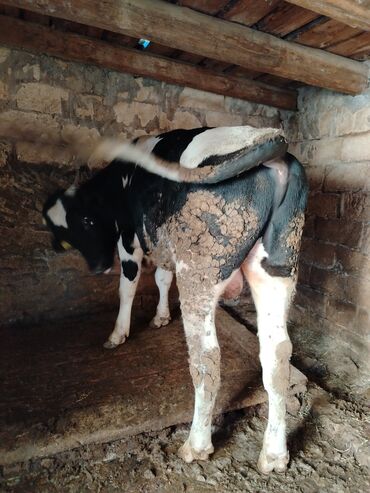 bmw 1 серия 130i at: 1 il 2 aylıq erkəy holşteyn danadır, hündür heyvandır həm damazlıqa