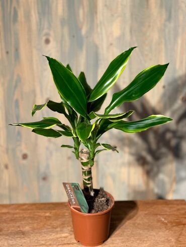 Otaq bitkiləri: Otağınıza təbiət gözəlliyi gətirəcək qırmızı anturium bitkisi. Parlaq — 5