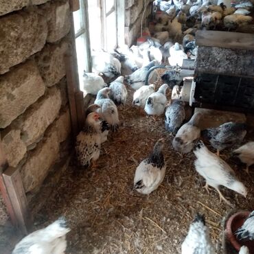 Toyuqlar: F6-serebrist cücələr satılır vitamin və dərmanlar verilib tam sağlam -da lalafo.az — 10 Toyuqlar: F6-serebrist cücələr satılır vitamin və dərmanlar verilib tam sağlam — 10