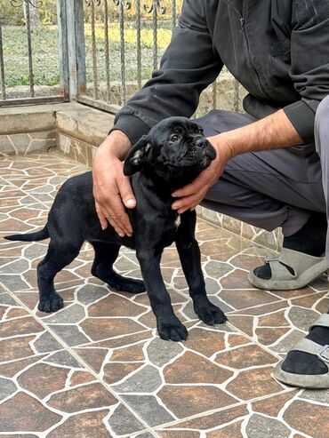 İtlər: Kane-Korso, 2 ay — 33