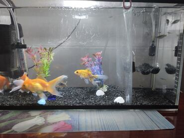 аквариум для рыб: Срочно !!!!!!!!!!!!!!!!!продаю аквариум почти новый всеми