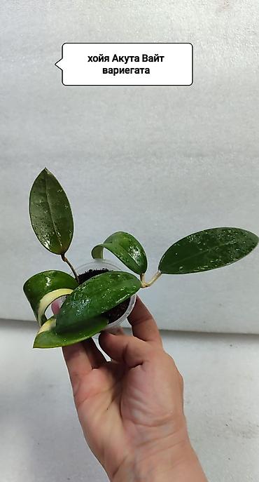 Хойи: Хойя (Hoya) Nui 400 сом( Hoya macrophylla 250 сом Хойя — 20