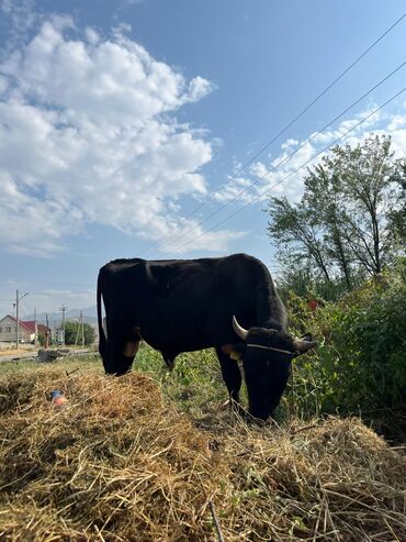 продам немецкую овчарку: Продаю | Бык (самец) | Герефорд, Швицкая
