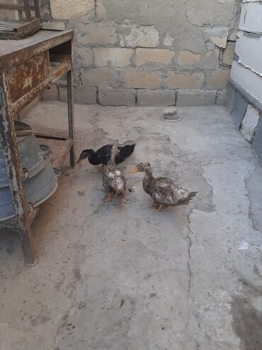 Gəmiricilər: Dişi, Ətlik, Ünvandan götürmə