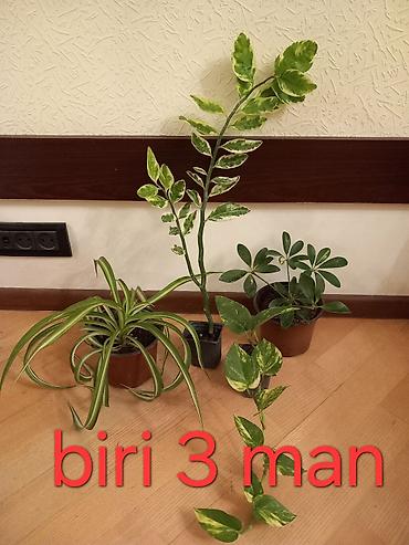 suni bitki: Otaq bitkiləri. biri-3 man. catdirilma metro iceri sheher — 1