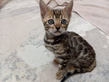 chernyi kotenok: Я предлагаю бенгальского котенка, мальчика, родившегося 01.01.2024