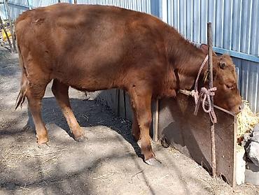 Коровы, быки: Продаю | Корова (самка) | Алатауская — 8