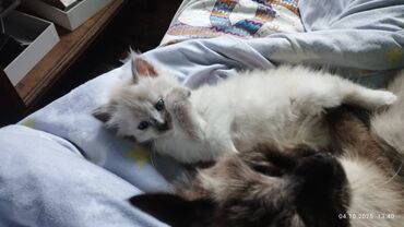 британская короткошерстная кошка характер: Породистые котята с окраcом колор-пойнт (светлая шёрстка с тёмными