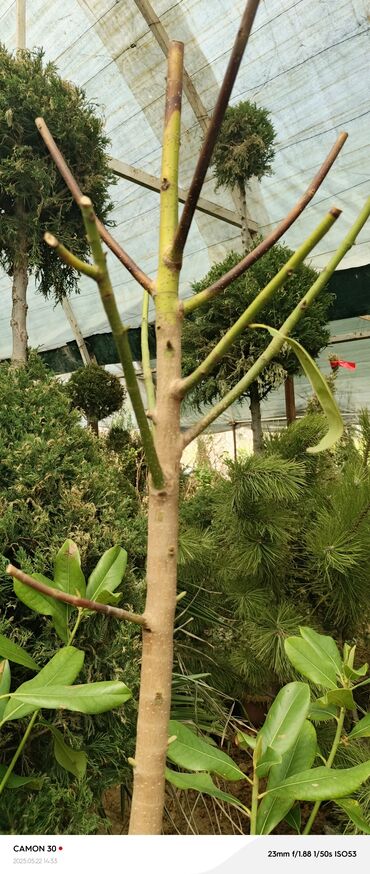 Декоративные деревья: Саженцы деревьев: Магнолии — 7