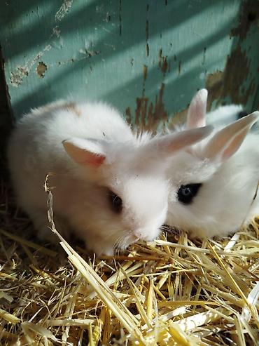 Dovşanlar: Miniatür dekorativ dovşanlar – müxtəlif rənglər və uzun tüklü Lionhead — 2