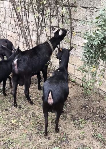 Keçi, çəpiş: Təmiz orginal murciyano keçiləri yetik boğazdılar 6 dənə keçidi — 1