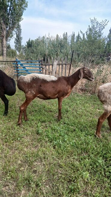 ротвейлер сколько стоит: Продаётся ярка 2 зуба покрыта хорошим кочкором рост 85 прошу 35 тыс
