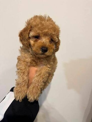 Psi: Crvene i aprikot patuljaste pudle Crvene i aprikot mini/patuljaste — 11